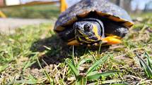 Rarita. V potoce Daníž v Hnanicích v Národním parku Podyjí se zabydlela želva nádherná.