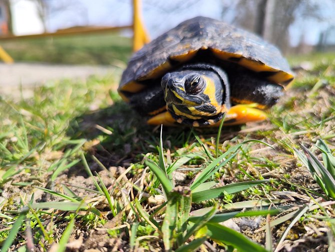 Rarita. V potoce Daníž v Hnanicích v Národním parku Podyjí se zabydlela želva nádherná.