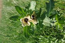 Blín černý - jedovatá rostlina, kterou naši předci využívali v magii. Obsahuje tropanové alkaloidy, pro které byla oblíbená čarodějkami, říká botanik Radomír Němec.