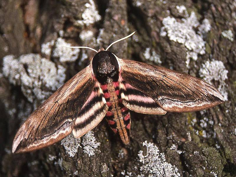 Fotogalerie: Noční motýli žijící v Podyjí - Znojemský deník