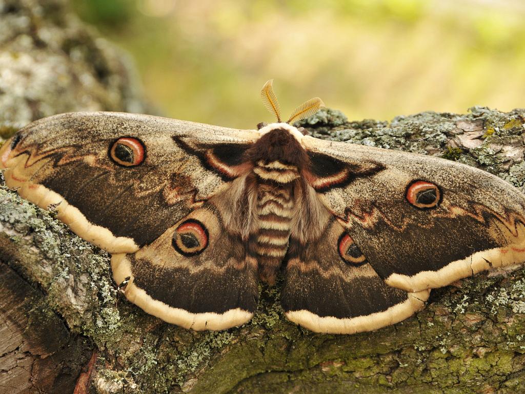 Noční motýli: skrytí obyvatelé národního parku - Znojemský deník