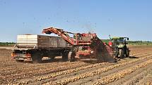 Sklizeň cibule na farmě Zdeňka Šebesty v Dolních Dunajovicích na Břeclavsku začala o tři týdny později. Kvůli vytrvalým dešťům a mokré půdě.