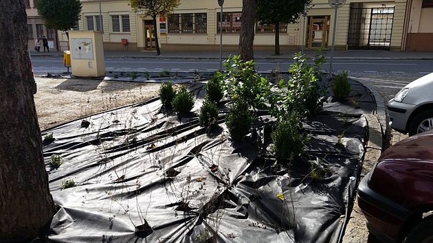 Náměstí T. G. Masaryka v Moravském Krumlově se dočká výměny zeleně. 