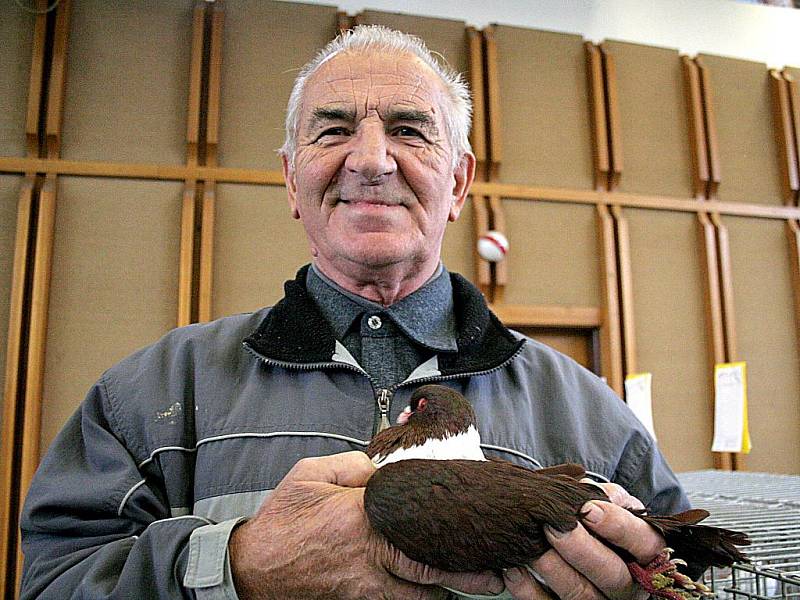 Dvaaosmdesátiletý chovatel Eduard Kubiš s Moravským pštrosem červeným holubem.