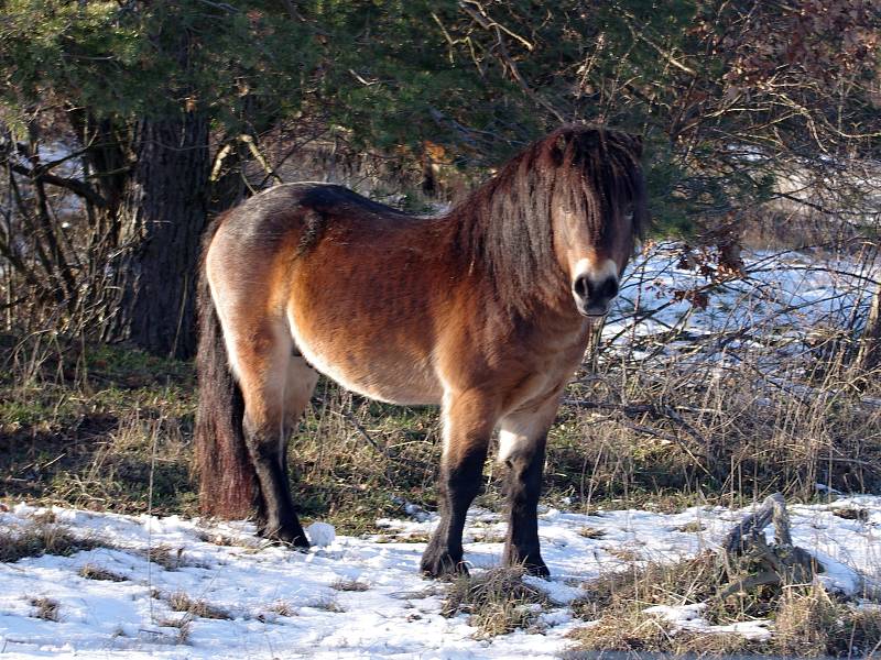 Mezi Havraníky a Hnanicemi a u Mašovic si úspěšně zvykají malá stáda exmoorských poníků.