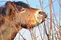 Divocí exmoorští koně v Národním parku Podyjí jsou vyhledávaným cílem turistů i místních obyvatel