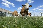 Mléko a sýry z Rodinné farmy z Božic mají nově označení Znojemsko regionální produkt.