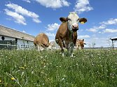 Mléko a sýry z Rodinné farmy z Božic mají nově označení Znojemsko regionální produkt.