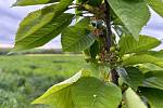 Třešně v Aleji zamilovaných ve znojemském  lesoparku nasazují na první plody.