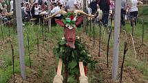 Spolek přátel hroznové kozy uspořádal v sobotu již tradiční akci pro veřejnost nazvanou Vynášení hroznového kozla do vinohradu. Průvod vyšel ze Znojma a kolem vinohradů zamířil do Popic a Konic.