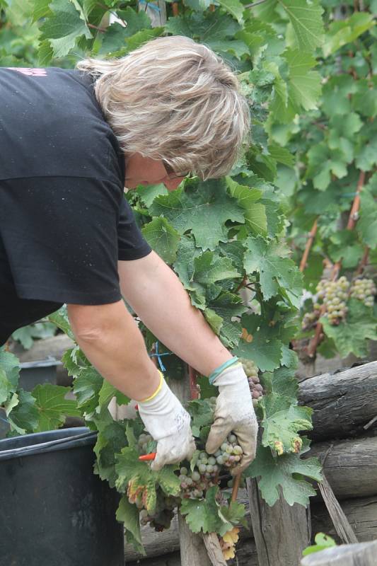 Historicky poprvé letos dozrála úroda na celé ploše znojemské městské Rajské vinice.