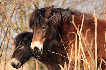 Exmoorský pony. 