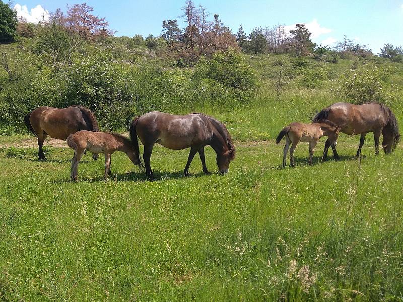 Díky divokým exmoorským pony rozkvetly v Podyjí louky, teď se připravují na zimu. Letos přivedli na svět čtyři hříbata. Šest klisen přestěhují do Milovic v Čechách.