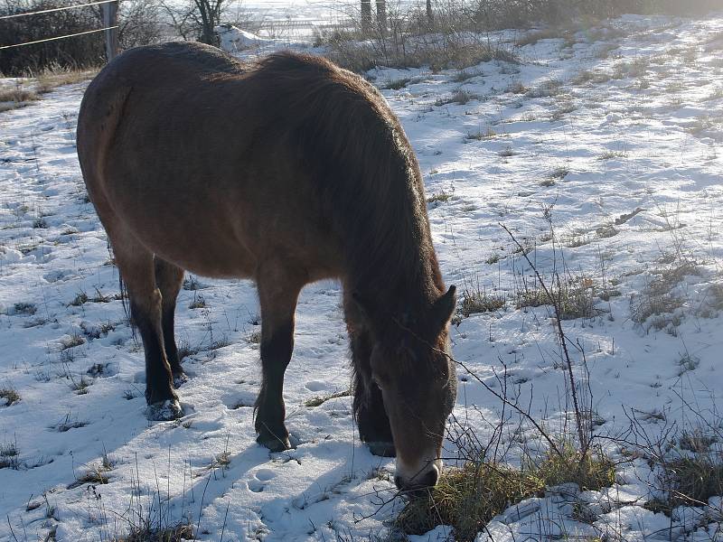 Mezi Havraníky a Hnanicemi a u Mašovic si úspěšně zvykají malá stáda exmoorských poníků.