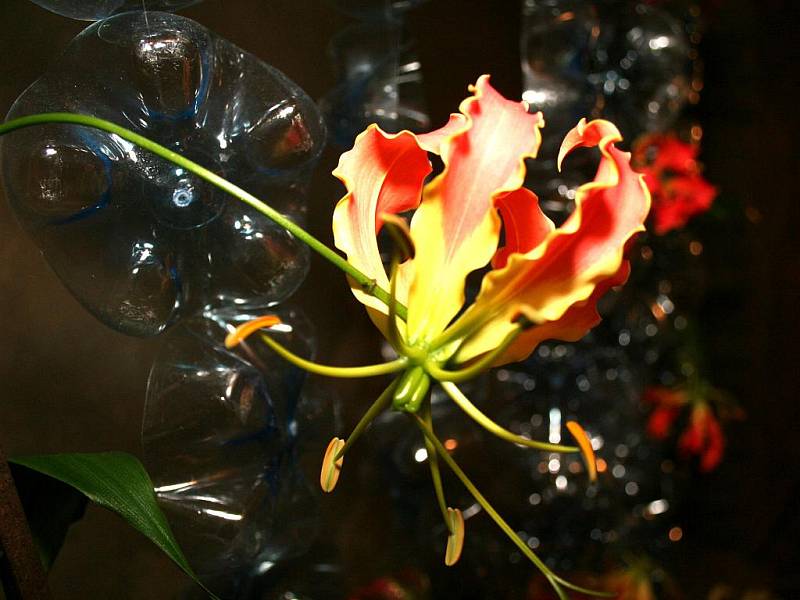 Květy z popela oživily sklep znojemského muzea. 