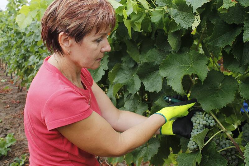 Pět set kilogramů hroznů odrůdy Solaris sklidil 17. srpna 2015 vinař Pavel Matouš z Olbramovic. Připraví z něj burčák.
