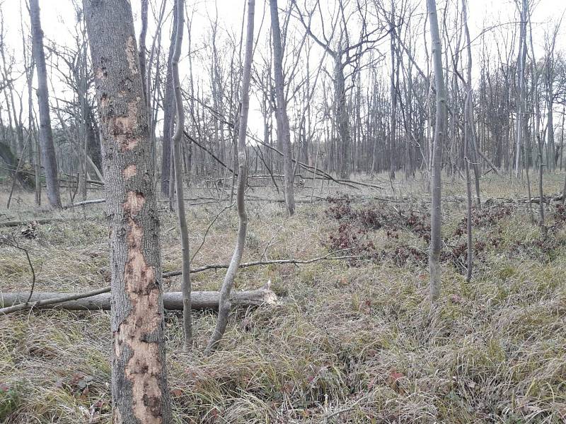 Voskovička jsanová zničila na Znojemsku tři procenta lesů. Nejvíc ejsou zasažené jasanové porosty u Lechovi.