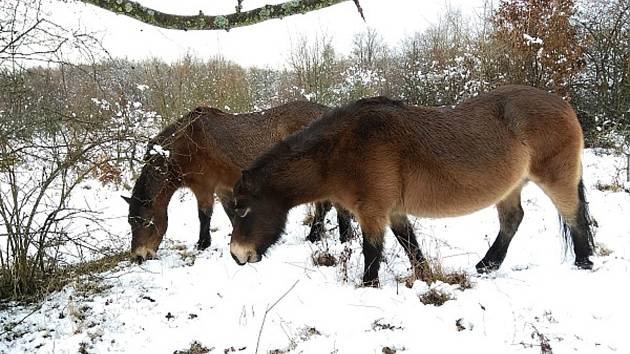 Divocí exmoorští koně v Národním parku Podyjí.