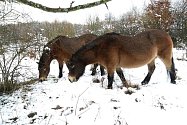 Divocí exmoorští koně v Národním parku Podyjí.