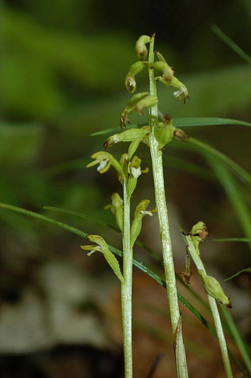 Korálice trojklanná je miniaturní, maximálně deset centimetrů vysoká nezelená bezlistá orchidej, známá z Podyjí z jediné lokality nedaleko Čížova. Zjištěný počet kvetoucích jedinců kolísá v jednotlivých letech mezi dvanácti a pětadevadesáti kusy. 