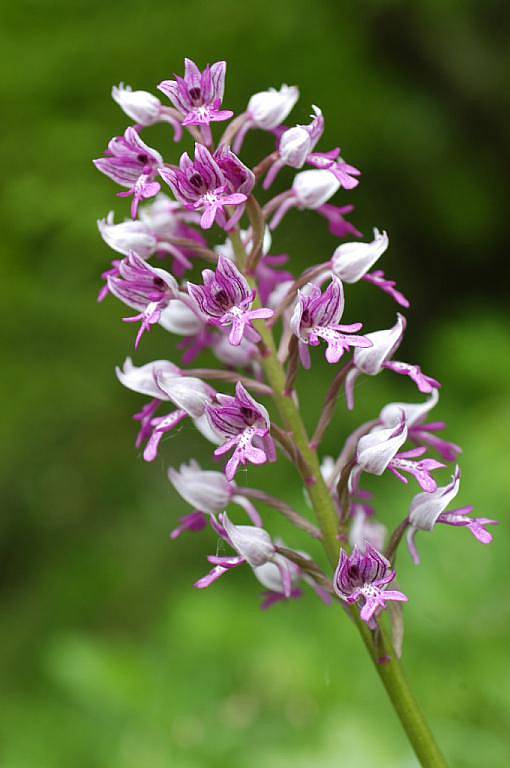 Vstavač vojenský je orchidej suchých slunných strání a pastvin. V Podyjí má jen několik málo lokalit, na nich však kvetou desítky exemplářů. Každý květ shora kryje rytířská přilbice se třemi hroty, která dala druhu i jméno. 