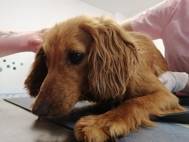 Zuboženou psí smečku z chovu na Znojemsku zachránili veterináři, ujali se jí záchranáři z Lanžhota.