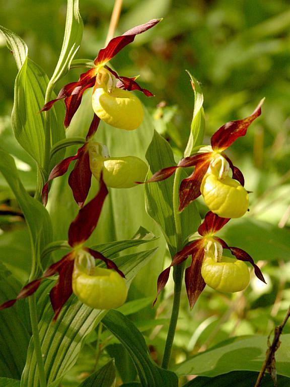 Střevíčník pantoflíček je nejnápadnější orchidejí Národního parku Podyjí. Dva až tři centimetry velký jasně žlutý kulovitý pysk je lemován až šest centimetrů dlouhými fialově červenými paprsky. 