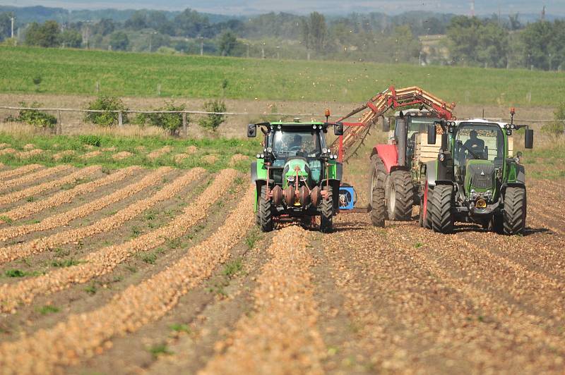 Sklizeň cibule na farmě Zdeňka Šebesty v Dolních Dunajovicích na Břeclavsku začala o tři týdny později. Kvůli vytrvalým dešťům a mokré půdě.