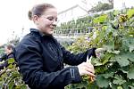 Vůbec poprvé sklidili letos úrodu vinaři z firmy Lahofer z městské vinice v Karolininých sadech ve Znojmě.Rok 2014.
