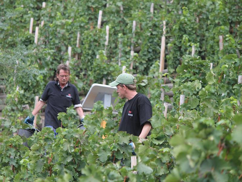 Historicky poprvé letos dozrála úroda na celé ploše znojemské městské Rajské vinice.