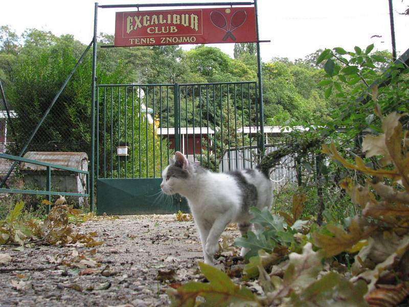 Rozkradené kurty v Leskách