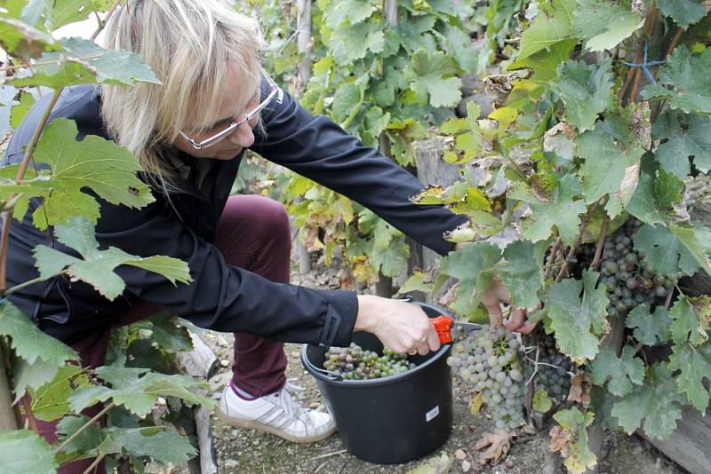 Vůbec poprvé sklidili letos úrodu vinaři z firmy Lahofer z městské vinice v Karolininých sadech ve Znojmě. Rok 2014.