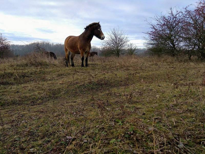 Mezi Havraníky a Hnanicemi a u Mašovic si úspěšně zvykají malá stáda exmoorských poníků.