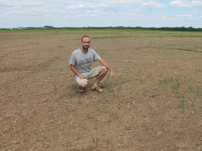 Syn Bohumíra Rady a spolumajitel firmy Agro Boskovštejn Vojtěch Rada na poli zničeném herbicidem.