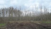 Voskovička jsanová zničila na Znojemsku tři procenta lesů. Nejvíc ejsou zasažené jasanové porosty u Lechovi.