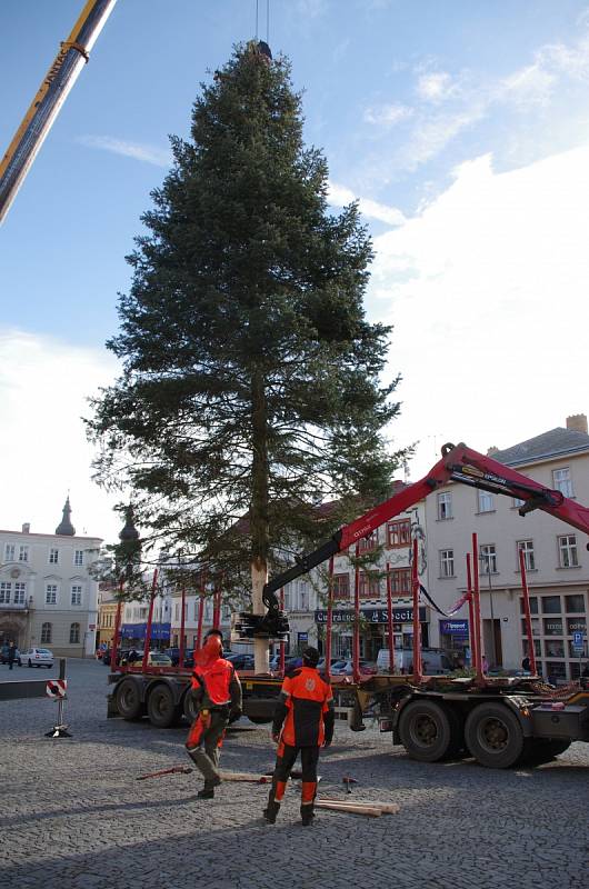 Letošní vánoční strom postavili dělníci ve čtvrtek dopoledne za necelou půlhodinku.