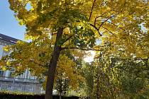 Zlaté listí ozdobilo stromy ve znojemských parcích i u divadla.