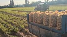 Na jižní Moravě začala sklizeň raných brambor.
