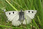 Typickým zástupcem otakárkovitých motýlů Podyjí je jasoň dymnivkový. Je příkladem ohroženého motýla lesního prostředí. Motýl nedávno vymizel z Čech a na Moravě má již jen několik stabilních populací. 