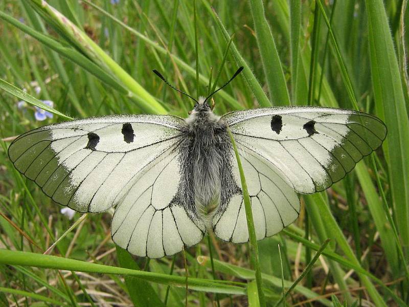 Typickým zástupcem otakárkovitých motýlů Podyjí je jasoň dymnivkový. Je příkladem ohroženého motýla lesního prostředí. Motýl nedávno vymizel z Čech a na Moravě má již jen několik stabilních populací. 