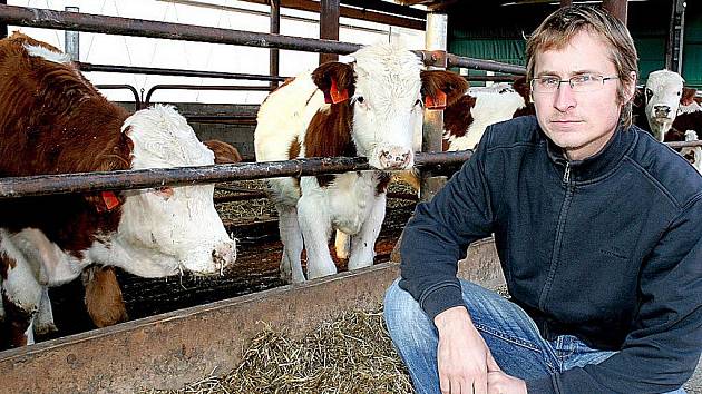 Rodinná farma chová dojnice, ale také telata a býky. Marek Klíč se průběžně stará o zvířata, zároveň kontroluje dojení.