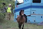 Speciální kamion přivezl z Anglie na vřesoviště u Havraníků malé stádo vzácného exmoorského pony.