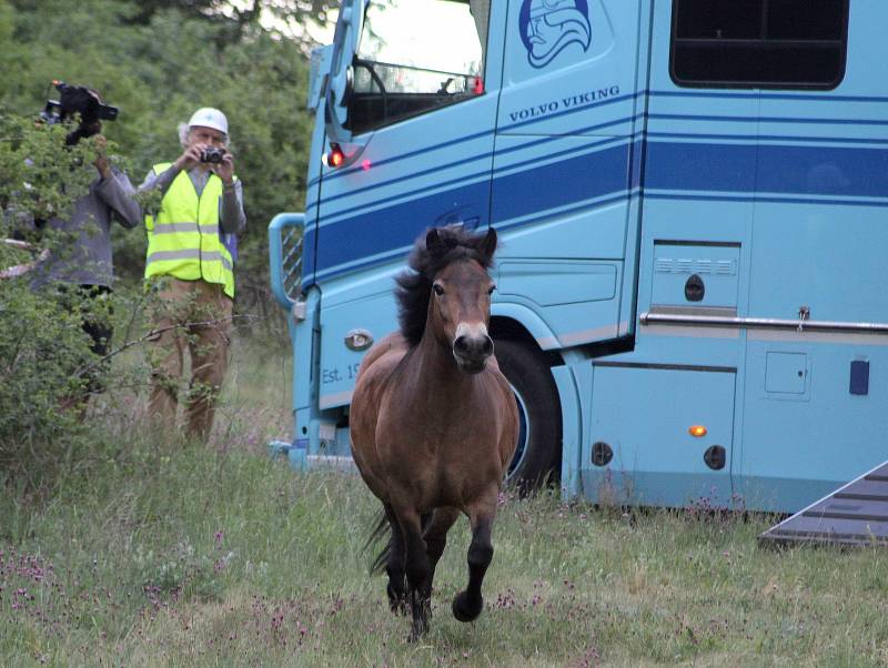 Speciální kamion přivezl z Anglie na vřesoviště u Havraníků malé stádo vzácného exmoorského pony.