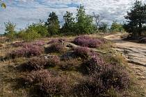 Po deštích na konci srpna vřesoviště mezi Kraví horou a Havraníky rozkvetla typickými fialovými květy
