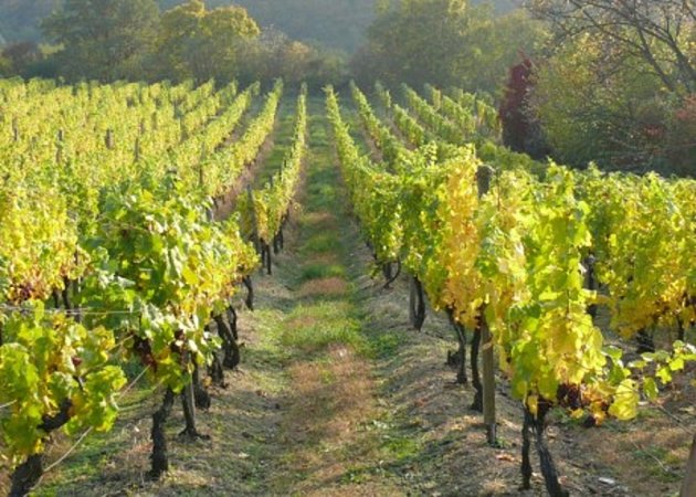 Vynikající Ryzlink rýnský i další odrůdy pěstují vinaři na kopci Šobes v meandru řeky Dyje na Znojemsku. Zájemci je mohou v místě ochutnat ve speciálním stánku. Místo si kvůli chráněné poloze oblíbila řada ohrožených druhů.