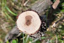 Choroby kmínků révy vinné se rozvíjí skrytě uvnitř dřeva. Nejničivější je ESCA, na niž nepůsobí žádné současné přípravky.