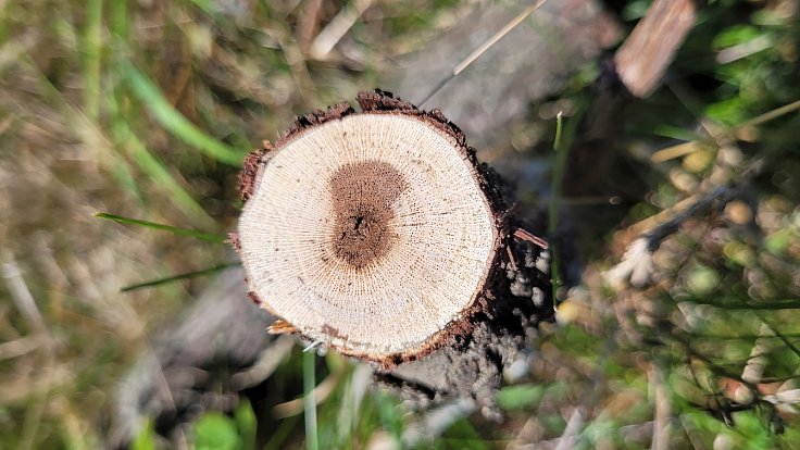 Choroby kmínků révy vinné se rozvíjí skrytě uvnitř dřeva. Nejničivější je ESCA, na niž nepůsobí žádné současné přípravky.