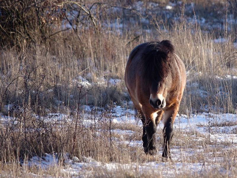 Mezi Havraníky a Hnanicemi a u Mašovic si úspěšně zvykají malá stáda exmoorských poníků.