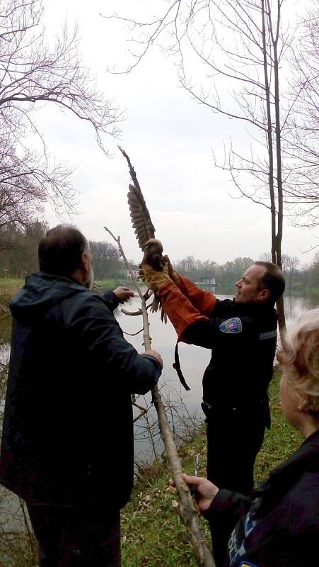Lidé z odboru životního prostředí moravskokrumlovské radnice spolu se strážníky zachránili ohroženého motáka pochopa.