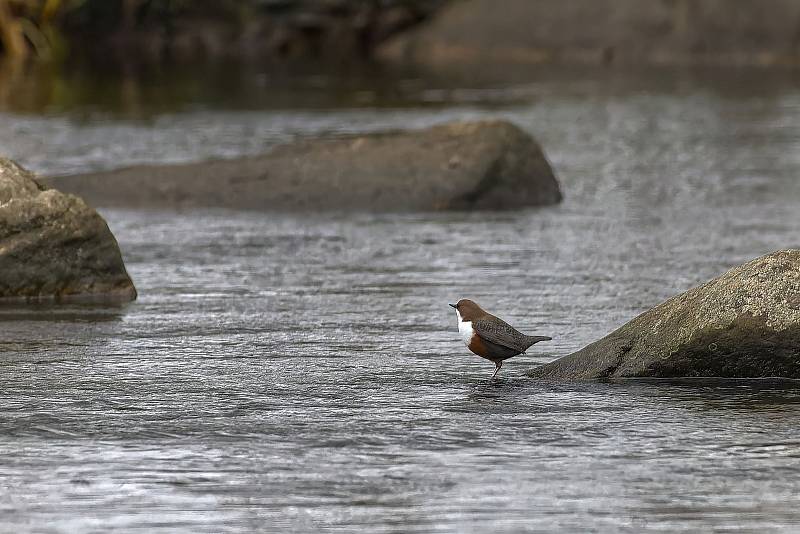 Národní park Podyjí na Znojemsku navštívilo loni půl milionu turistů. Foto: se souhlasem Michala Prodělala